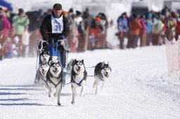 Lenk 2013